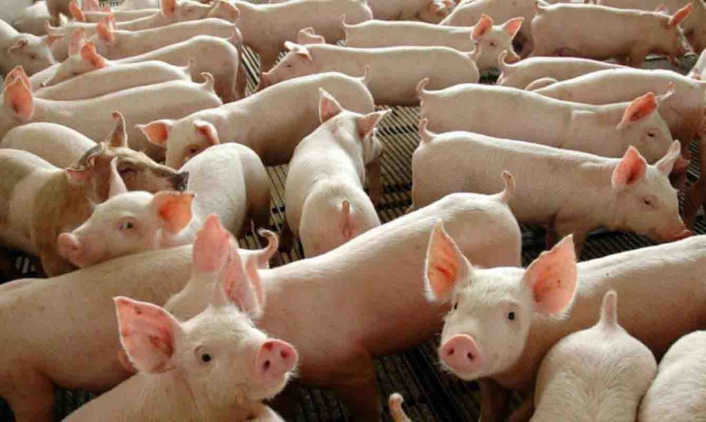 Abertura representa uma das mais importantes conquistas recentes para o comércio de carne suína.  Foto: Agência Brasil