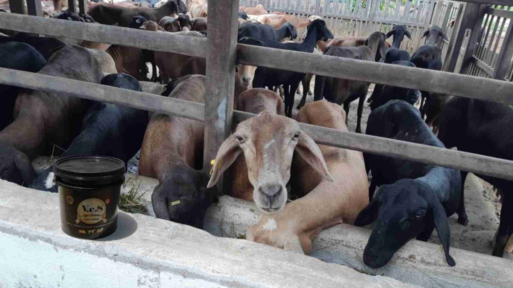 Conforme o Ministério da Agricultura, Pecuária e Abastecimento (MAPA), o rebanho nacional de caprinos fica em torno de 9,8 milhões de animais, 90% desse total se concentra no Nordeste. Foto: Divulgação