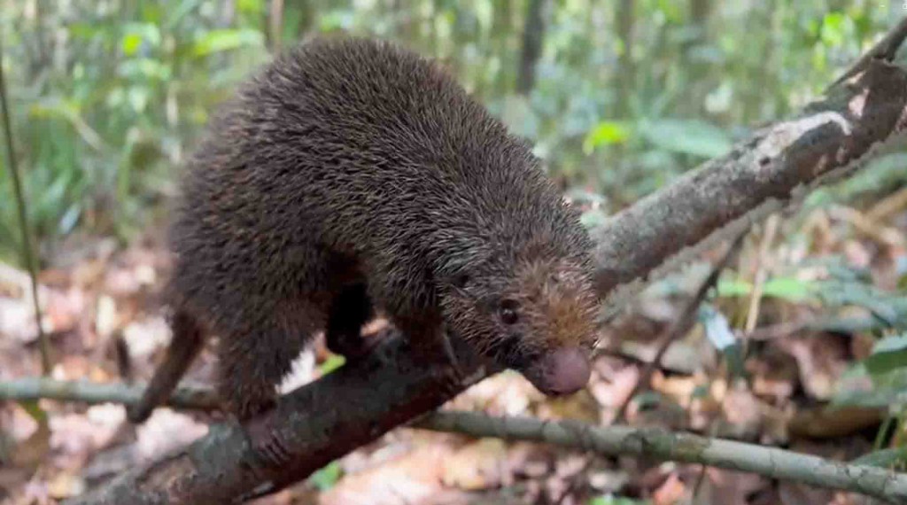O ouriço-preto e outros 22 animais passaram a ter a RPPN Lontra, pertencente à Bracelll, como novo lar nesta sexta-feira, 27. Foto: Acervo Bracell