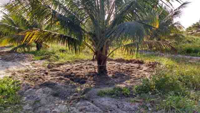 A irrigação favorece o crescimento e a precocidade de produção do coqueiro. Foto: Fábio Miranda. (divulgação)