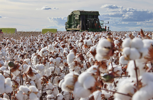 A Apex é uma das mais importantes parceiras da Abrapa na promoção do algodão brasileiro no mercado mundial, e, junto com a entidade dos cotonicultores e a Associação Nacional dos Exportadores de Algodão (Anea), integra o Cotton Brazil. Foto: Reprodução / Abapa.