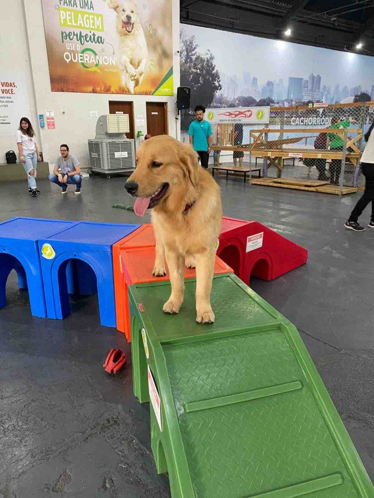 Cachorrodromo em sp - divulgação