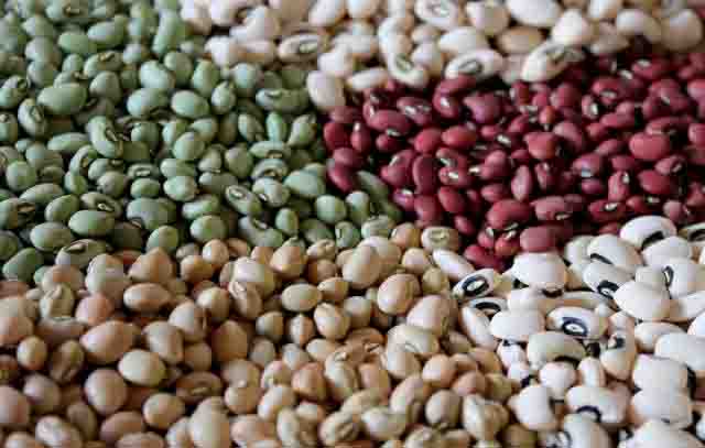 Grãos das novas cultivares de feijão (marrom, preto, branco e manteiguinha). Foto: Embrapa Meio-Norte