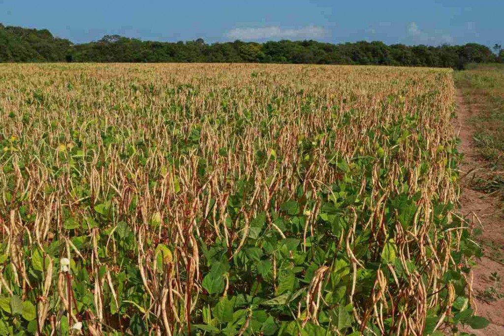 Nos últimos dez anos, a produção paraense de feijão sofreu uma queda de cerca de 40%, ficando em 21 mil na safra de 2021/2022). Foto: Embrapa Meio-Norte. 