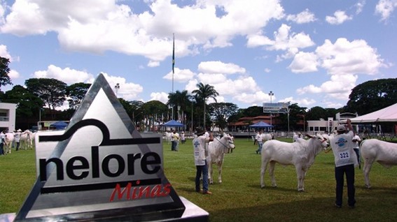 O evento - que será realizada até o dia 4 de fevereiro no Parque de Exposições Fernando Costa - abre o calendário anual de exposições de gado do país, reunindo os principais criadores e animais da raça Nelore. Foto: AMCN / Divulgação.
