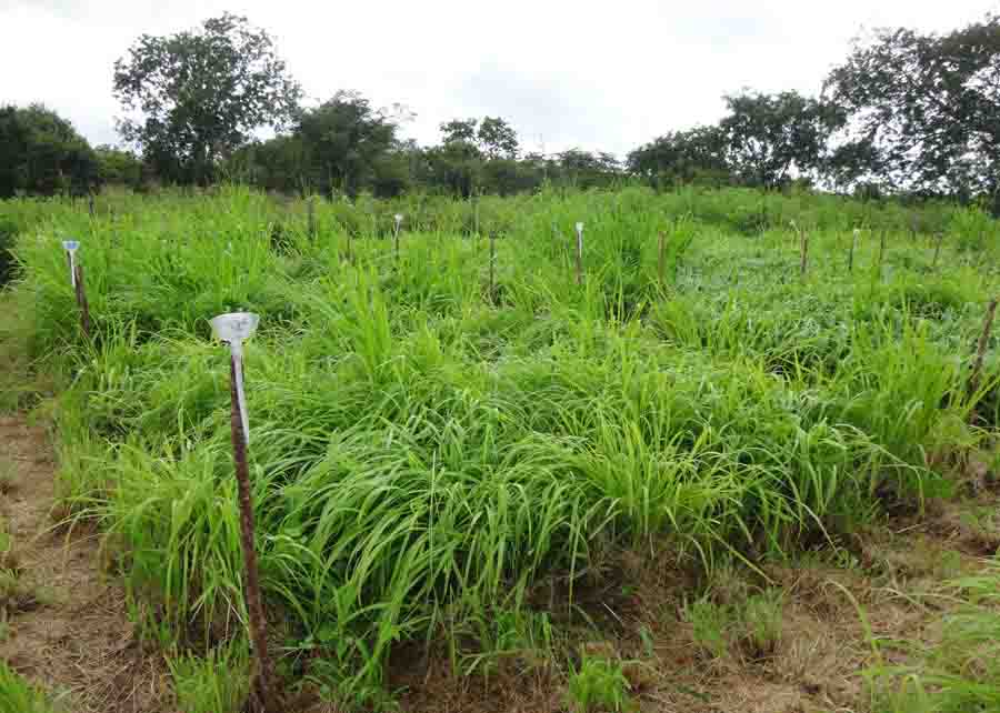 O novo produto está apto a adubar as plantas forrageiras e, ao mesmo tempo, a controlar a infecção por vermes. Foto: Hévila Salles