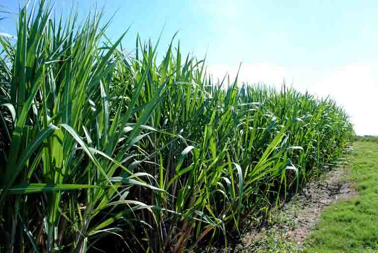 Sem impacto de preço para o consumidor, medida valoriza a agroindústria nacional com etanol competitivo cana de açucar.jpg- Foto: Paulo Lanzetta/Embrapa