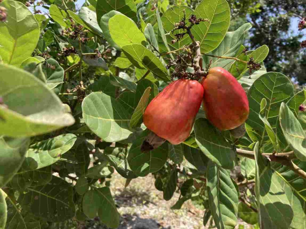 O Ceará é o maior produtor e registrou um aumento de 52% na comparação com a safra anterior, saltando de 62.977 toneladas, em 2021, para 95.758 toneladas, no ano passado. Foto: Divulgação / Embrapa