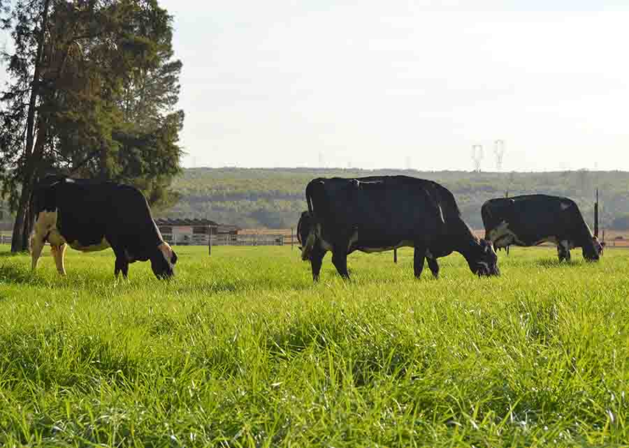 O estudo considerou dois tipos de sistemas de produção – intensivo e extensivo - e as duas raças mais utilizadas na pecuária leiteira. Foto: Divulgação / Embrapa Pecuária