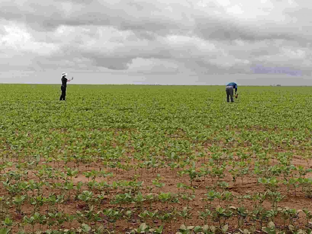 Esse tipo de abordagem e de sensoriamento remoto pode contribuir em políticas públicas e no monitoramento dos cultivos agrícolas em larga escala ao longo do ano/safra. Foto: Taya Parreiras / Lavouras de verão em Barreiras, BA
