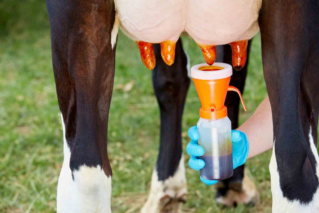 Os profissionais da veterinária alertam que se trata de uma doença traiçoeira, principalmente por se manter oculta por semanas, até meses. Foto: divulgação.