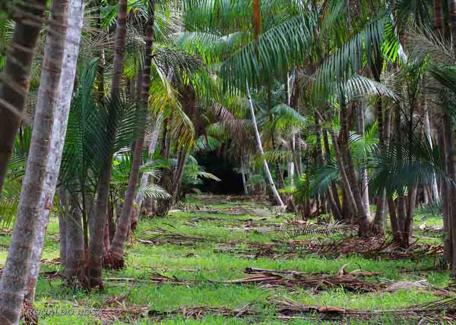 Expansão da área plantada em 2022 com açaizeiros em terra firme saltou para 53.374 hectares com adoção de tecnologias geradas pela pesquisa. Foto: Ronaldo Rosa   