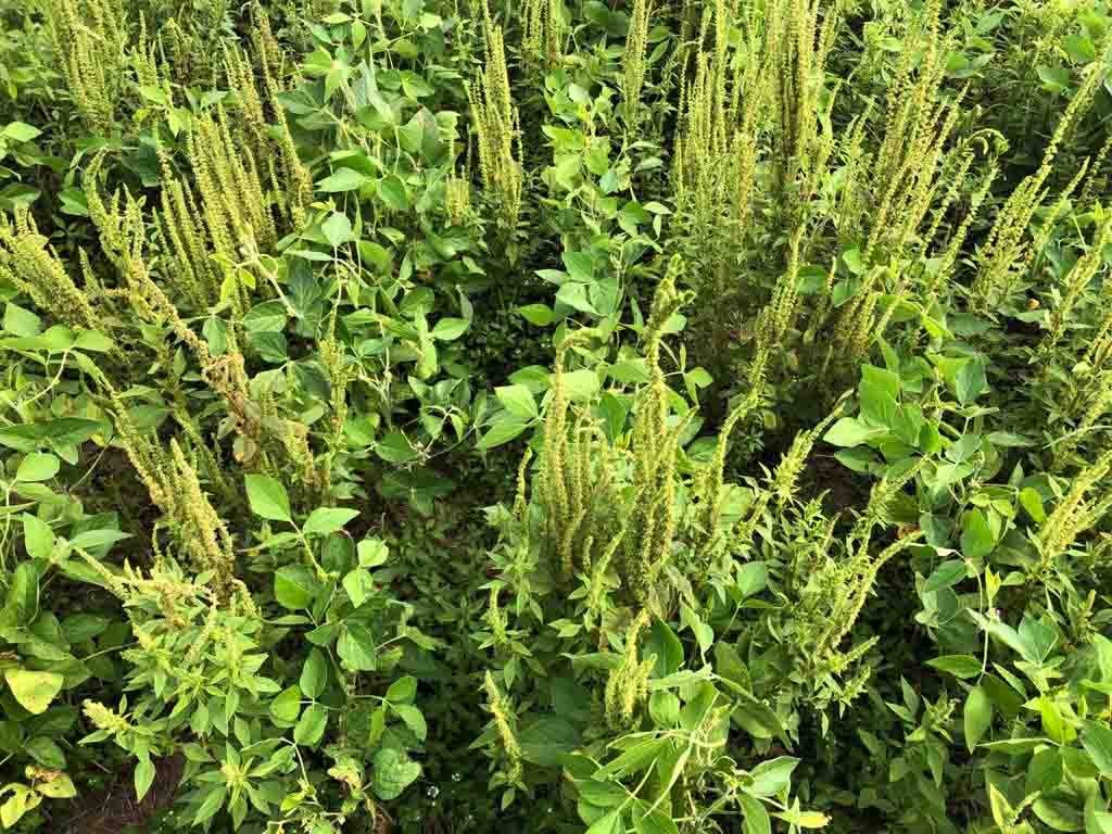 “A Amaranthus palmeri é uma planta daninha de difícil controle, de crescimento muito rápido, que pode competir significativamente com as culturas econômicas, principalmente milho, algodão e soja”. Foto: Reprodução / https://maissoja.com.br/