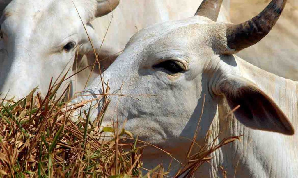 Ministério da Agricultura e Pecuária está adotando providências para que as exportações da carne bovina brasileira sejam restabelecidas o mais breve possível. Foto: Arquivo/Agência Brasil