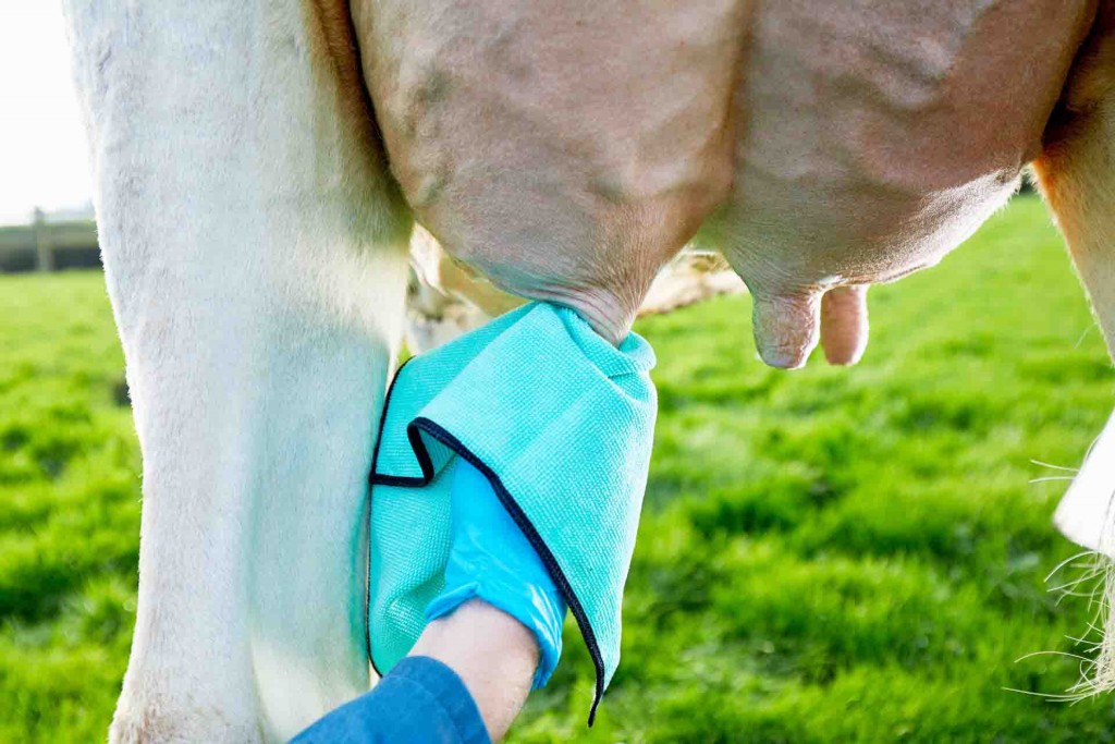 Melhor manejo para retirada de sujeira pesada é com toalhas embebidas de soluções desinfetantes. Foto: Divulgação