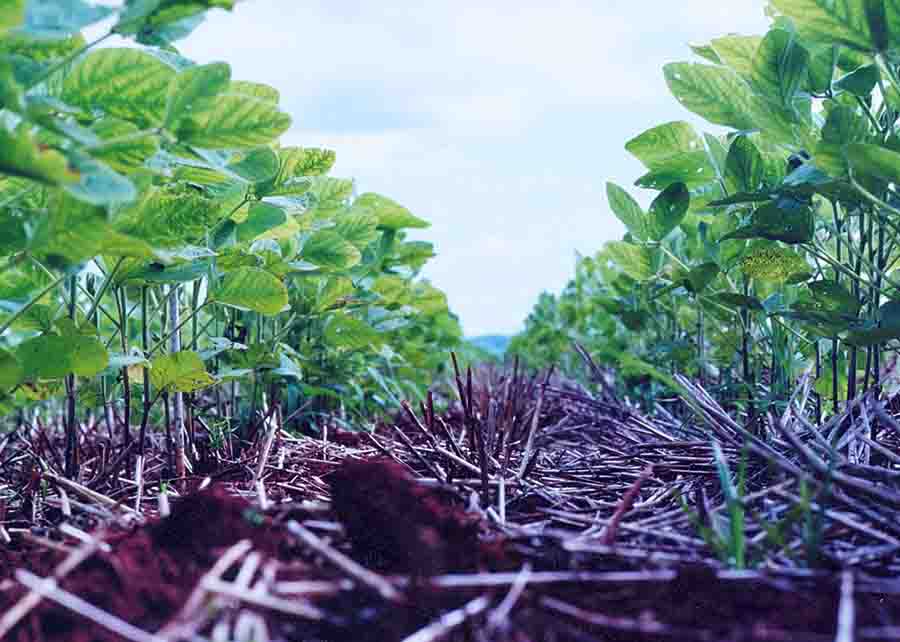 Os resultados dos experimentos mostram que os maiores valores de carbono acumulado foram para os sistemas em ILP, em plantio direto. Foto: Francisco Lins