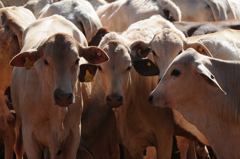 A medida dá continuidade ao avanço do Plano Estratégico que tem como objetivo criar e manter condições sustentáveis para garantir o status de país livre da febre aftosa> Foto: divulgação / Mapa