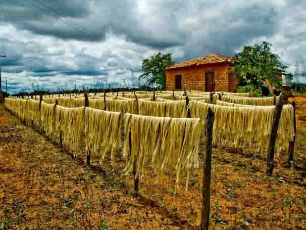 Aquisição do Governo Federal (AGF) – instrumento da PGPM, a AGF tem o objetivo de apoiar produtores rurais, agricultores familiares e suas cooperativas. Foto: divulgação