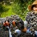 50 mil quilos de uva serão distribuídos durante a 15ª Fenavindima, em Flores da Cunha/RS