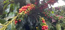 Granizo e geadas ameaçam produção de café, alerta agrônomo dos cafezais de Minas