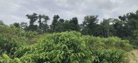 Estudo comprova a sustentabilidade da cafeicultura na região de Matas de Rondônia