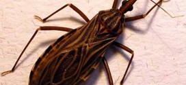 Butantan identifica compostos de animais marinhos que matam parasitas de Chagas