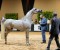 Indaiatuba/SP sedia a 40ª Exposição Nacional do Cavalo Árabe de 10 a 14 de novembro
