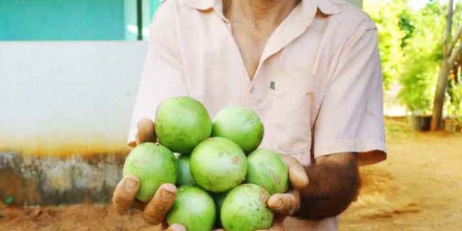 Umbu-gigante a R$ 6,00 /kg: agricultor familiar apura lucro com produção precoce em Candiba