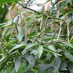 Planta Piper cubeba, ou pimenta-¬de-¬java, produz o "novo viagra" - Foto: Michael Wolf/Wikimedia Commons