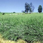 graminea 1