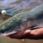 peixe pirarucu 1