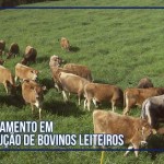 agropecuaria producao bovinos