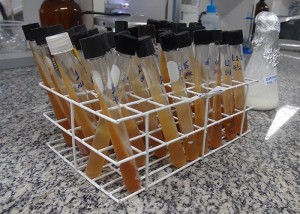 O investimento em pesquisas com bactérias lácteas pode gerar insumos agroindustriais para laticínios no País - Foto Maíra Vergne