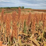 O trabalho, realizado pela Embrapa Milho e Sorgo, é especialmente importante a solos do Cerrado brasileiro