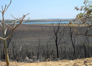 A primeira consequência das cinzas nos ambientes aquáticos