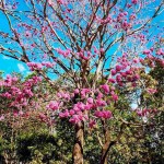 Ipe-Roxo