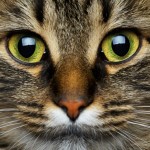 gato-enxerga-no-escuro-felino