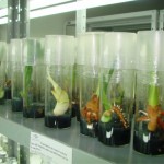 Com duração de 40 horas, o curso se destina a pesquisadores, professores, técnicos e estudantes de graduação e pós-graduação que trabalham diretamente com conservação e/ou cultura de tecidos de plantas. (imagem relacionada - cópia internet)