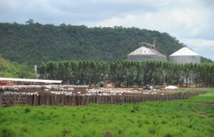 agroindustria cópia