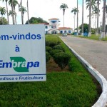 Embrapa-Mandioca-e-Fruticulura-de-Cruz-das-Almas