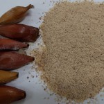 Pinhão