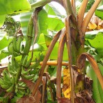 Uso de lodo de esgoto reduz severidade de Fusarium em bananeiras ( Foto Miguel Dita)