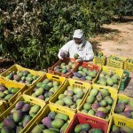 A prioridade, segundo o banco, é que os recursos sejam destinados para cooperativas (Foto: divulgação)