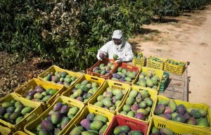 A prioridade, segundo o banco, é que os recursos sejam destinados para cooperativas (Foto: divulgação)