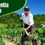 Produtores de 28 municípios do Nordeste - 27 municípios do estado da Bahia e um de Pernambuco - receberam R$ 59,3 milhões, a partir deste mês, para compensar os prejuízos com a seca. (Foto: relacionada)