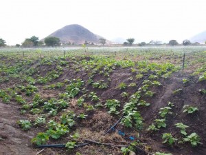 O novo sistema, de alta eficiência no uso de água, consumiu investimentos da ordem de  R$ 15,9 milhões. Foto: reprodução)