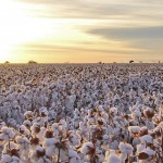 Puxada pelo algodão, a região ganha projeção nacional e desponta como um dos principais polos agrícolas do País. Foto: Abapa/reprodução.