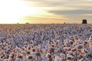 Puxada pelo algodão, a região ganha projeção nacional e desponta como um dos principais polos agrícolas do País. Foto: Abapa/reprodução.