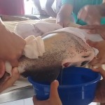 Trata-se da análise genética para saber se os reprodutores são puros ou híbridos (fruto de cruzamento com outra espécie) e se possuem algum grau de parentesco entre si.