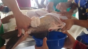 Trata-se da análise genética para saber se os reprodutores são puros ou híbridos (fruto de cruzamento com outra espécie) e se possuem algum grau de parentesco entre si.